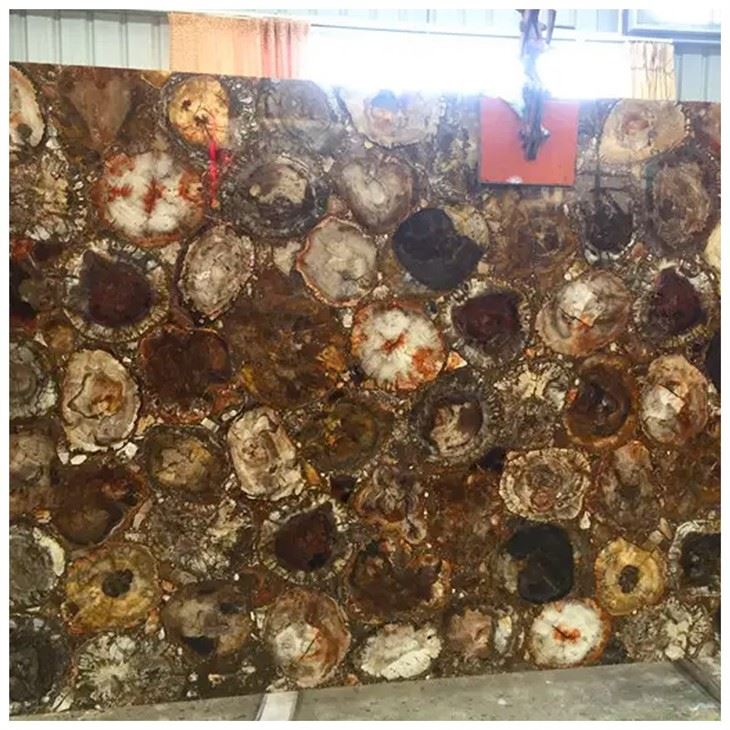 Petrified Wood Gemstone Slab
